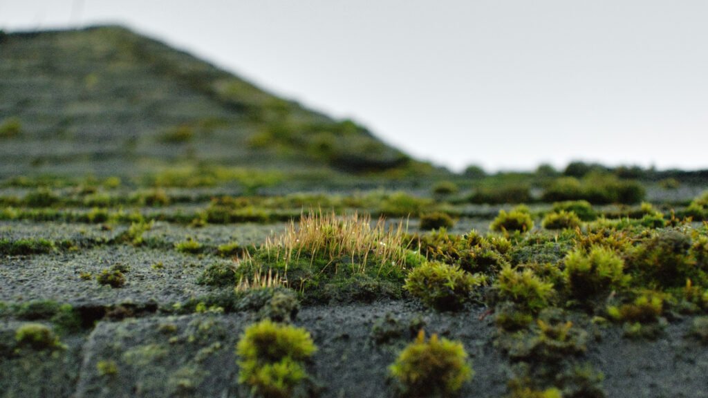 Roof moss on shingles